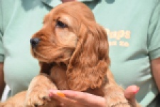 Engelse cocker spaniel (reu) 29162