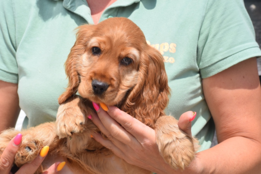 Engelse cocker spaniel (reu) 29162