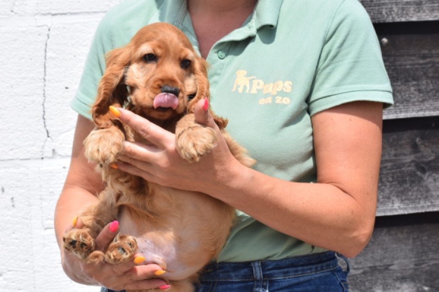 Engelse cocker spaniel (reu) 29162