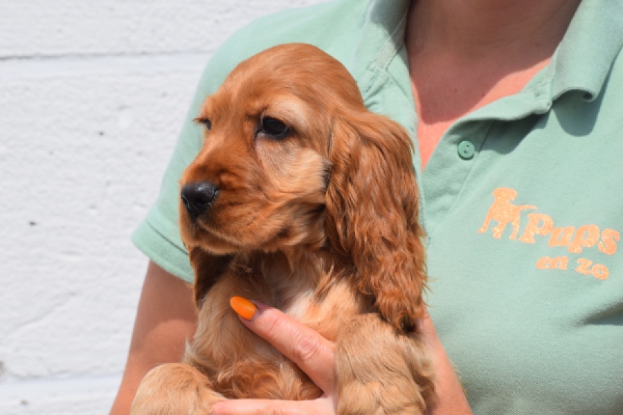 Engelse cocker spaniel (reu) 29162