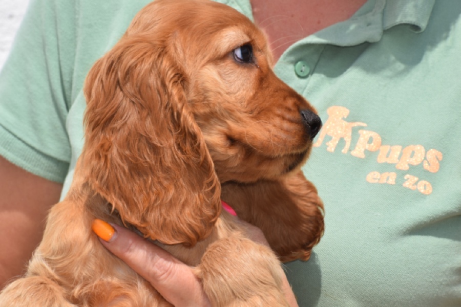 Engelse cocker spaniel (reu) 29162