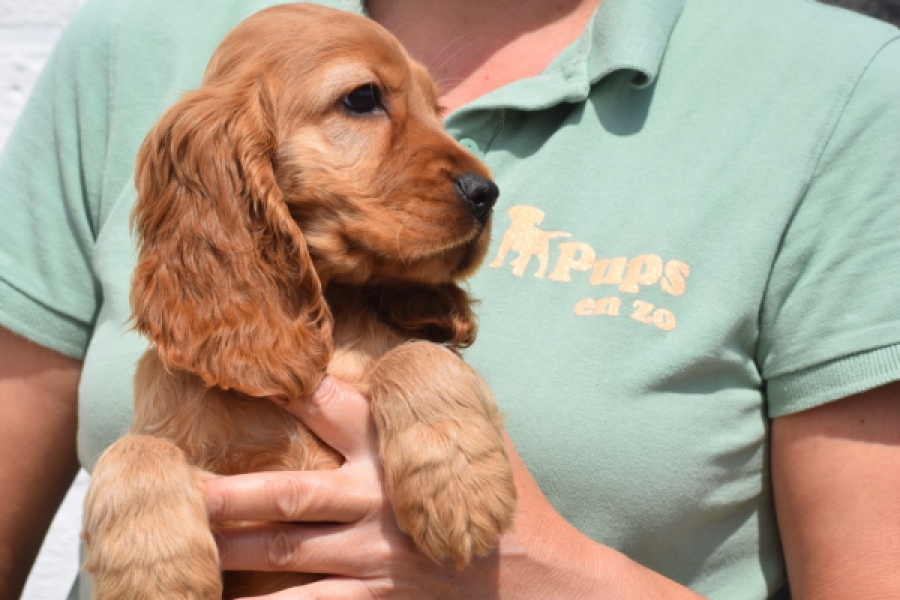 Engelse cocker spaniel (reu) 29162