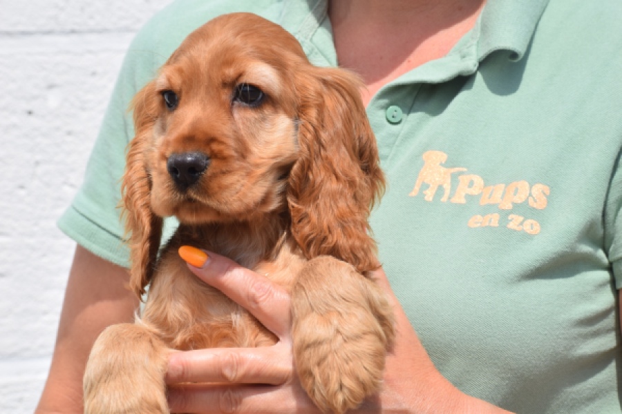 Engelse cocker spaniel (reu) 29162