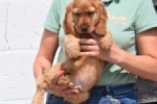 Engelse cocker spaniel (reu) 29162