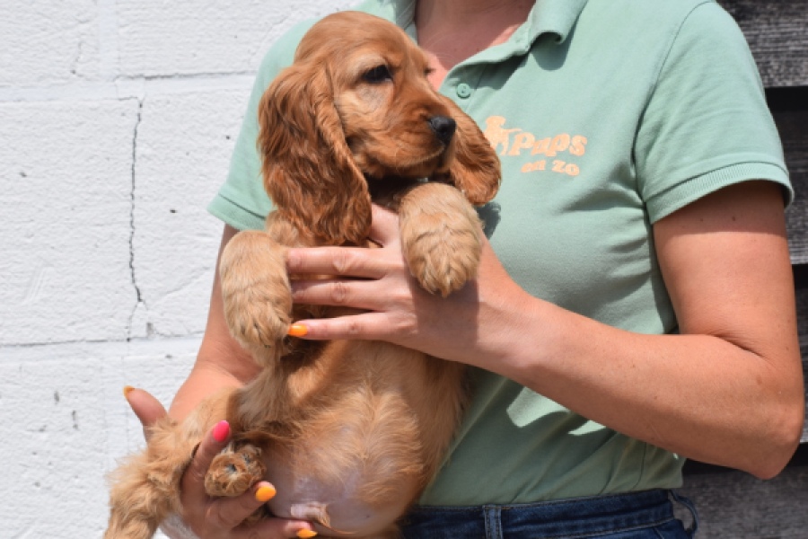Engelse cocker spaniel (reu) 29162