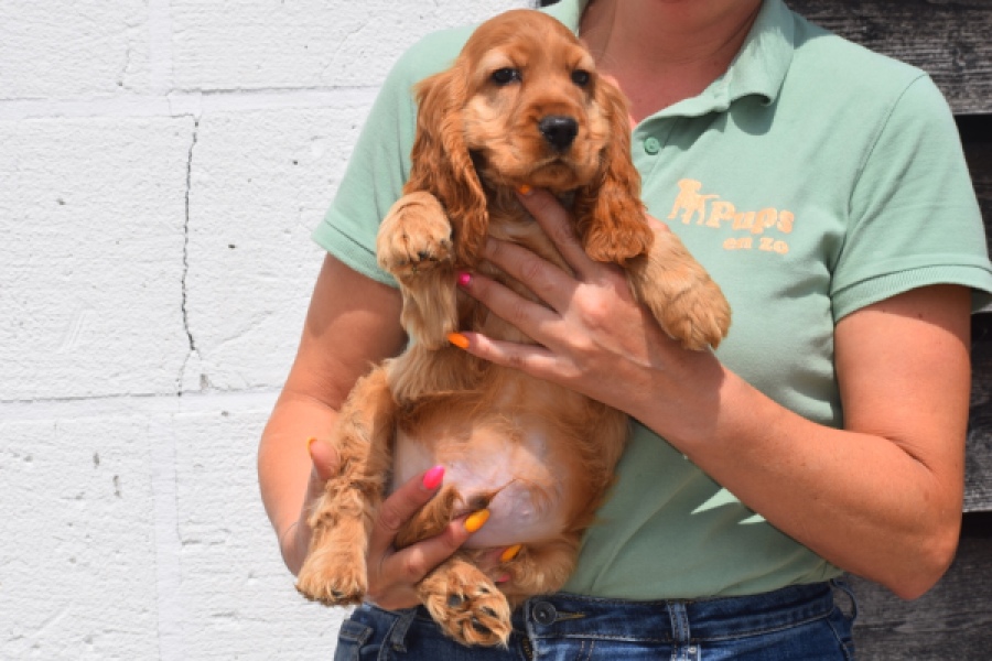 Engelse cocker spaniel (reu) 29162