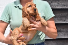 Engelse cocker spaniel (reu) 29162