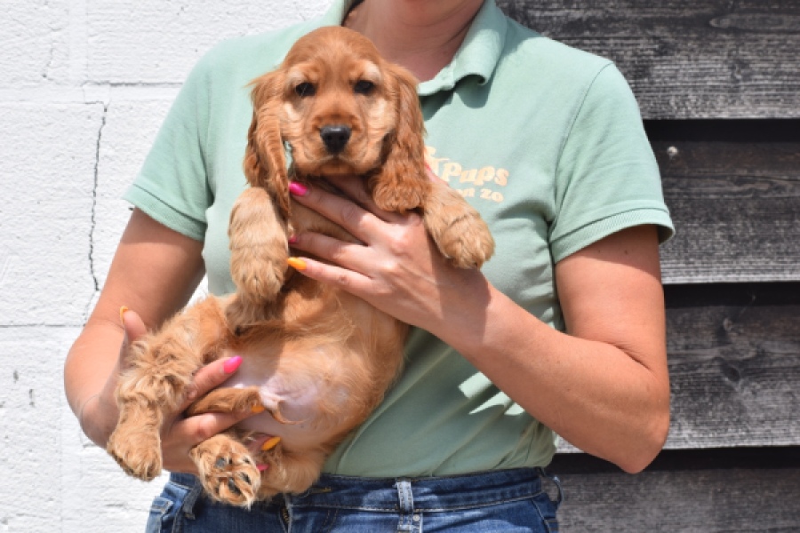 Engelse cocker spaniel (reu) 29162