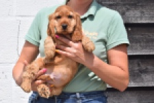 Engelse cocker spaniel (reu) 29162