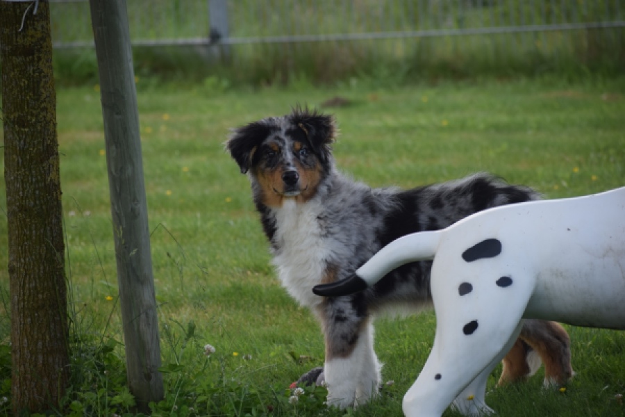 Australische herdershond (reu) 64848