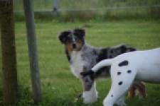 Australische herdershond (reu) 64848