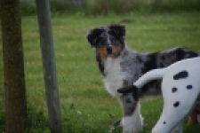Australische herdershond (reu) 64848