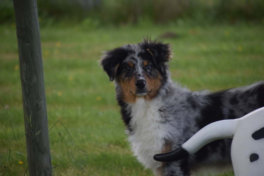 Australische herdershond (reu) 64848