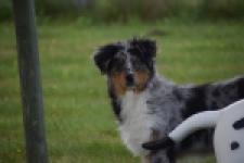Australische herdershond (reu) 64848