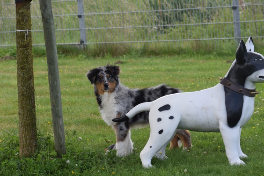 Australische herdershond (reu) 64848