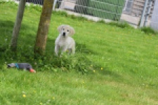 Retriever Golden (reu) 65324