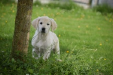 Retriever Golden (reu) 65324