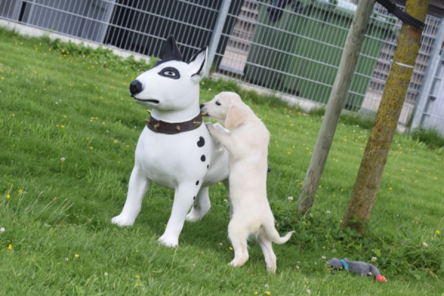 Retriever Golden (reu) 65324