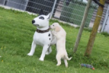 Retriever Golden (reu) 65324