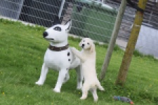 Retriever Golden (reu) 65324
