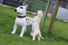 Retriever Golden (reu) 65324