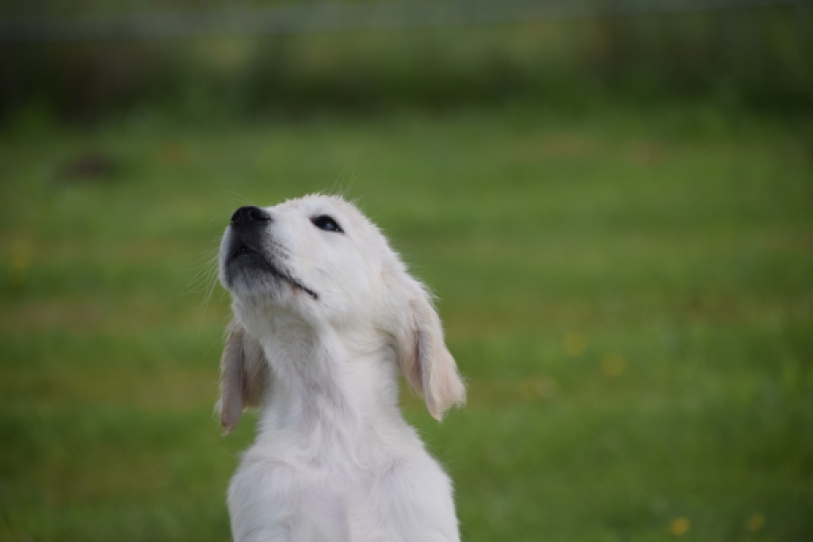 Retriever Golden (reu) 65324