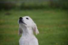 Retriever Golden (reu) 65324