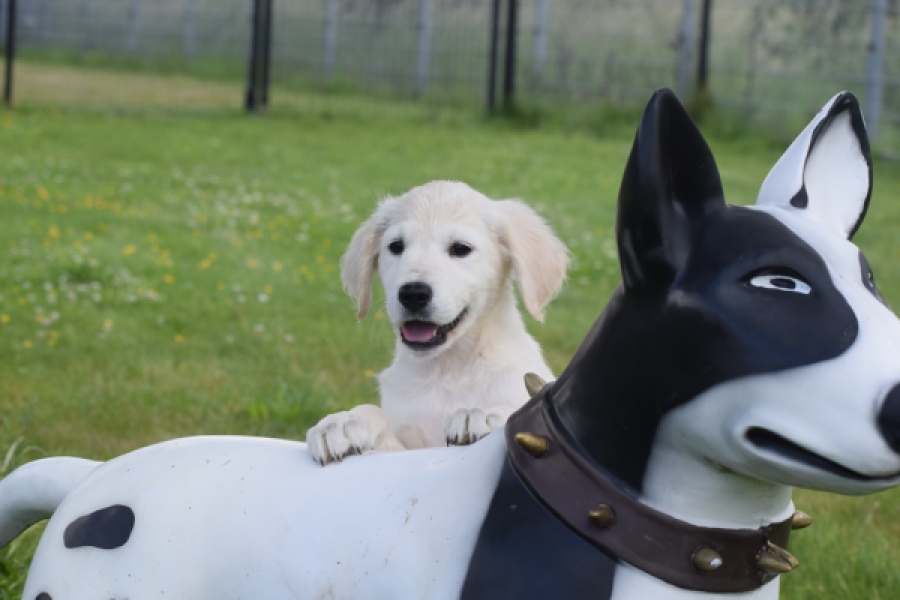 Retriever Golden (reu) 65324