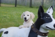 Retriever Golden (reu) 65324