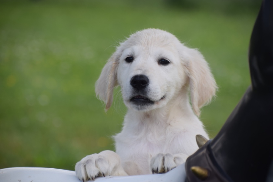 Retriever Golden (reu) 65324
