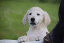 Retriever Golden (reu) 65324