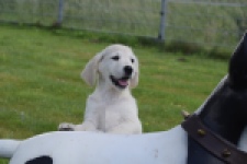 Retriever Golden (reu) 65324