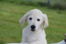 Retriever Golden (reu) 65324