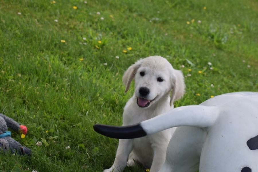 Retriever Golden (reu) 65324