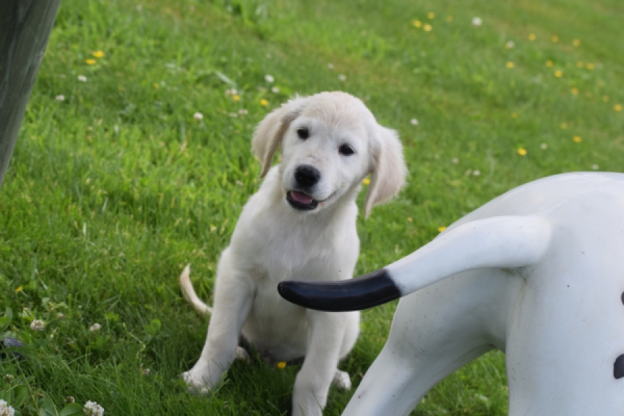 Retriever Golden (reu) 65324