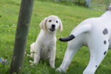 Retriever Golden (reu) 65324