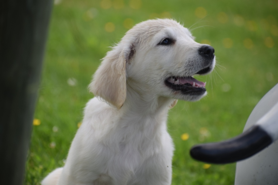 Retriever Golden (reu) 65324