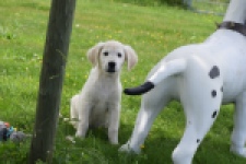 Retriever Golden (reu) 65324