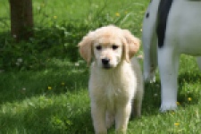 Retriever Golden (teef) 64304