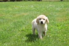 Retriever Golden (teef) 64304