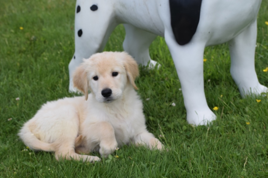 Retriever Golden (reu) 65172