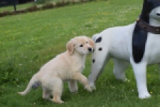 Retriever Golden (reu) 65172