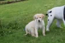 Retriever Golden (reu) 65172
