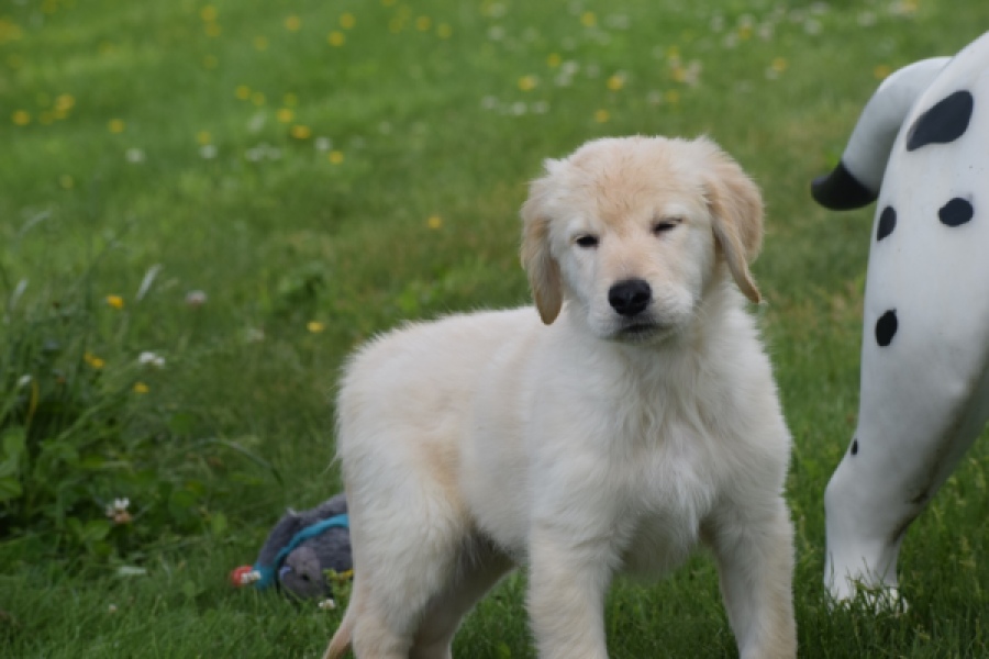 Retriever Golden (reu) 65172