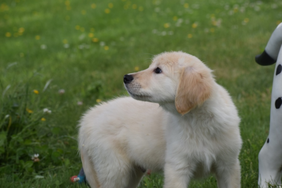 Retriever Golden (reu) 65172