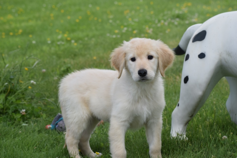 Retriever Golden (reu) 65172