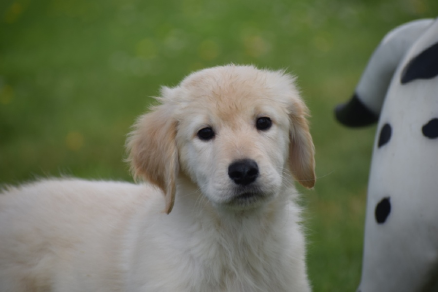 Retriever Golden (reu) 65172