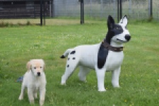 Retriever Golden (reu) 65172