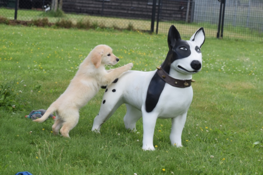 Retriever Golden (reu) 65172