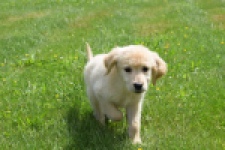 Retriever Golden (reu) 64254
